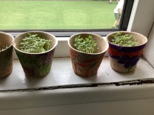 Term 6 Week 7