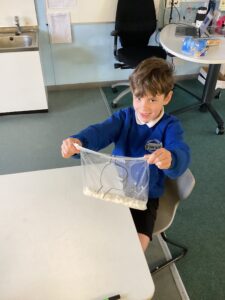 Term 4 Week 5