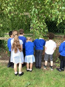 Term 5 Week 2