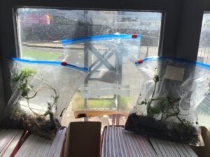 Term 6- Week 5