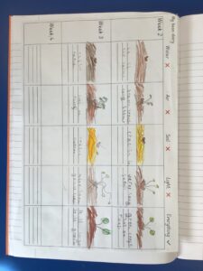 Term 6- Week 5