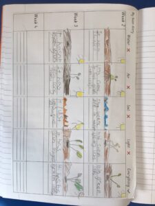Term 6- Week 5