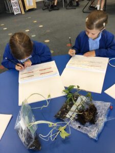 Term 6- Week 6