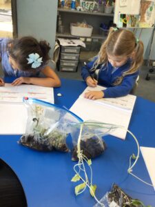 Term 6- Week 6