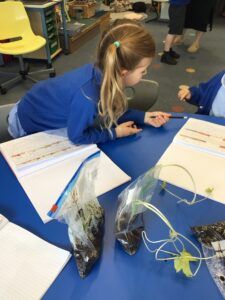 Term 6- Week 6