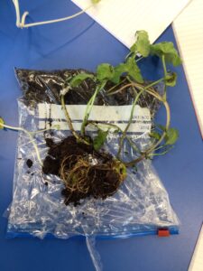Term 6- Week 6