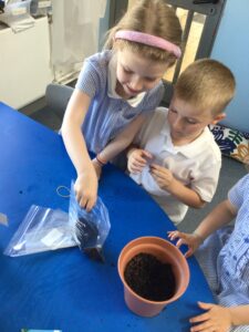 Term 6- Week 4