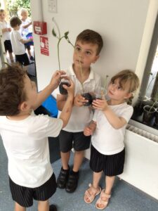 Term 6- Week 4