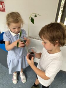 Term 6- Week 4