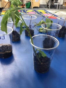 Term 6- Week 7