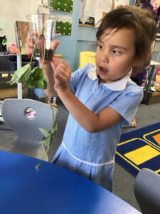 Term 6- Week 7