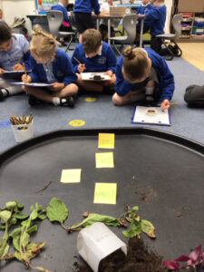 Term 6- Week 1